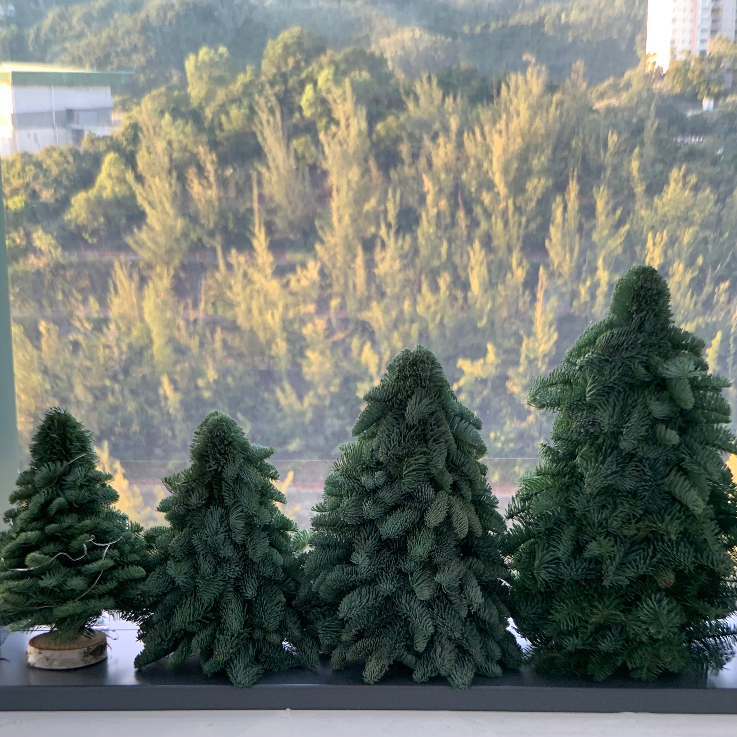 聖誕節花禮預定- 聖誕樹 Xmas Tree (Pre-Order)